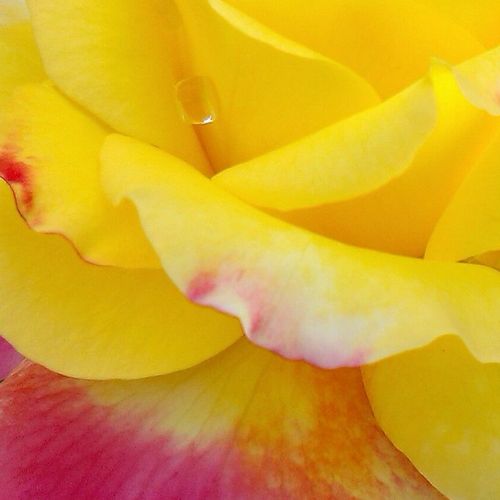 Online rózsa kertészet - teahibrid rózsa - sárga - rózsaszín - Rosa Horticolor™ - diszkrét illatú rózsa - Louis Laperrière - Kontrasztos színkombináció jellemző leginkább erre a rózsára. Az aranysárga szirmok széle tűzpiros, a lombszíne pedig sötétzöld.